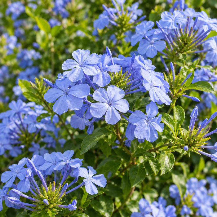 Plumbago
